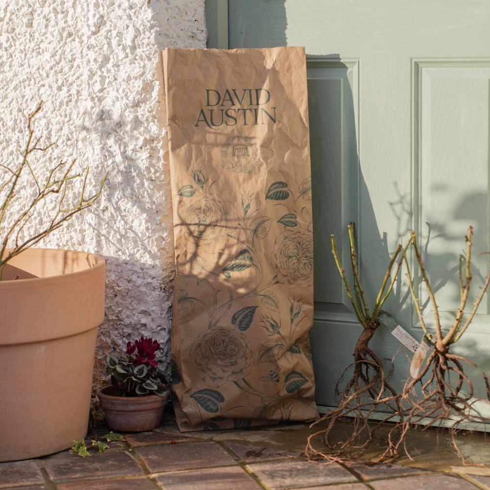 David Austin packaging with a bare root rose