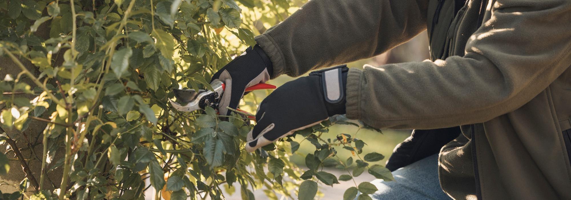 Person pruning a David Austin rose