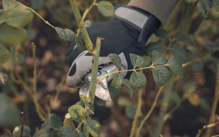 How to Prune Repeat Flowering Shrub Roses | David Austin