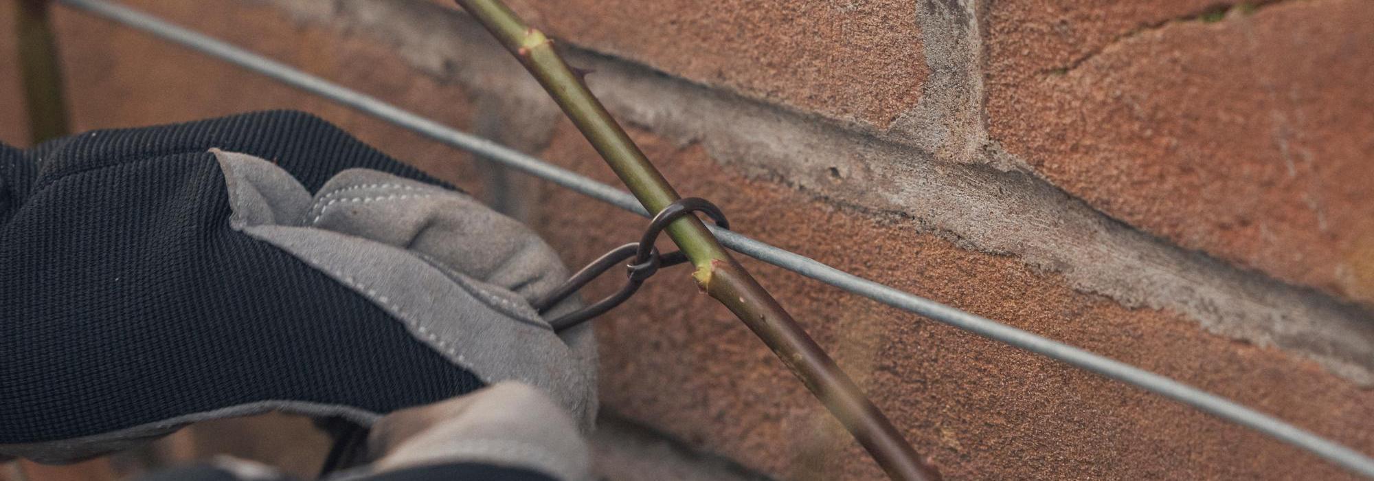 Person training and tying in a rose