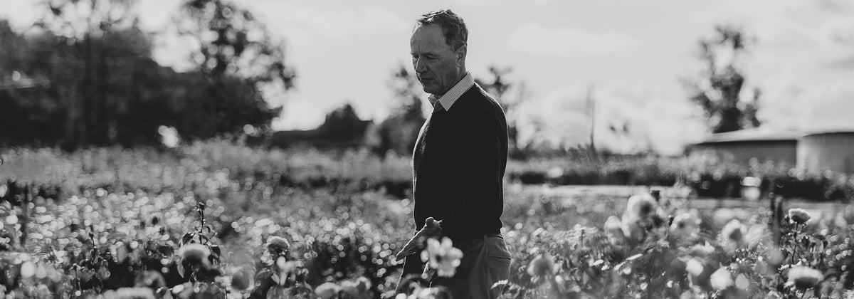 English Roses from David Austin Roses | Bare Root & Potted Plants