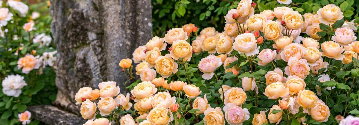 The Changing Colours of English Roses | David Austin
