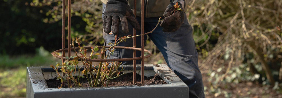 Planting Potted Climbing Rose in a Pot: Step-by-Step | David Austin