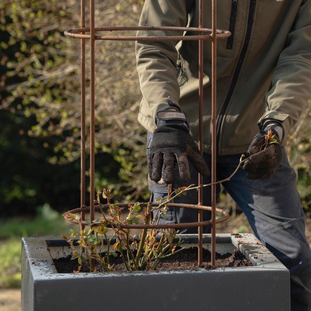 Planting Potted Climbing Rose in a Pot: Step-by-Step | David Austin