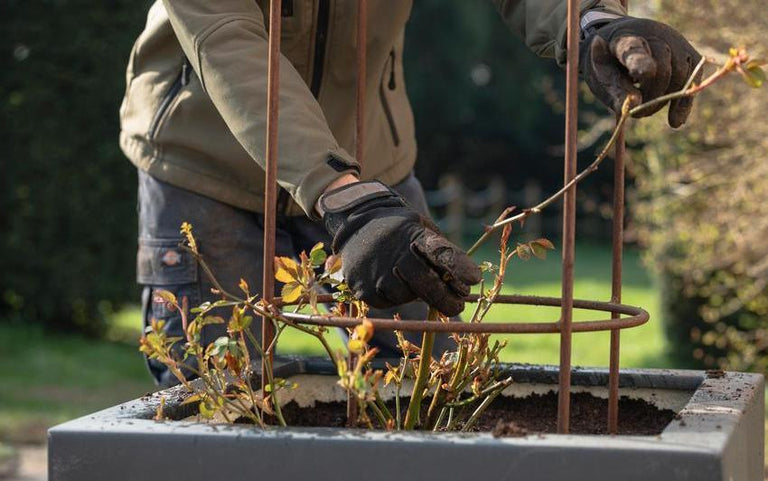Planting Potted Roses: Step-by-Step for Gardens and Pots | David Austin