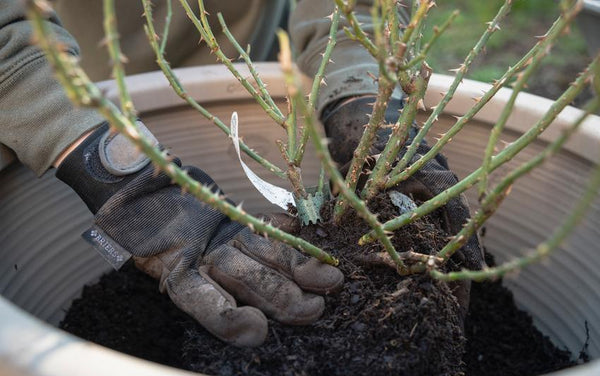 Planting Potted Shrub Roses in a Pot: Step-by-Step | David Austin
