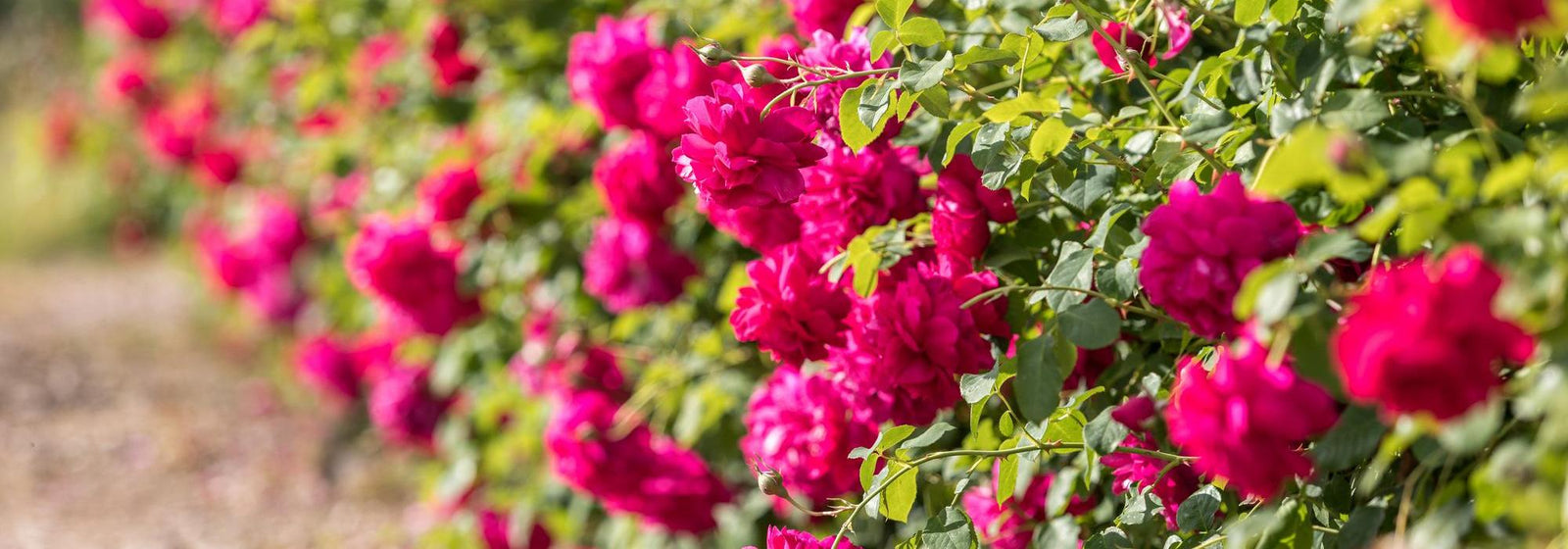 Thomas à Becket® (Auswinston): The rose with a connection to Canterbur