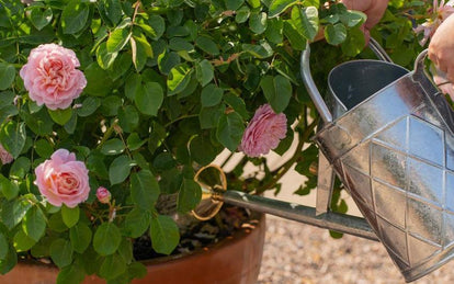 Heatwave Rose Care: Watering for Health and Resilience | David Austin