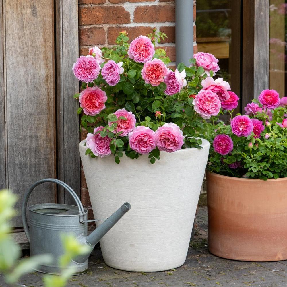 Princess Alexandra of Kent rose bred by David Austin in a pot