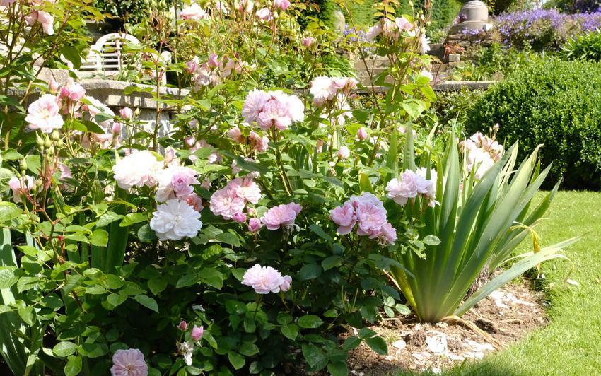 English rose garden at Belvoir Caste featuring English roses