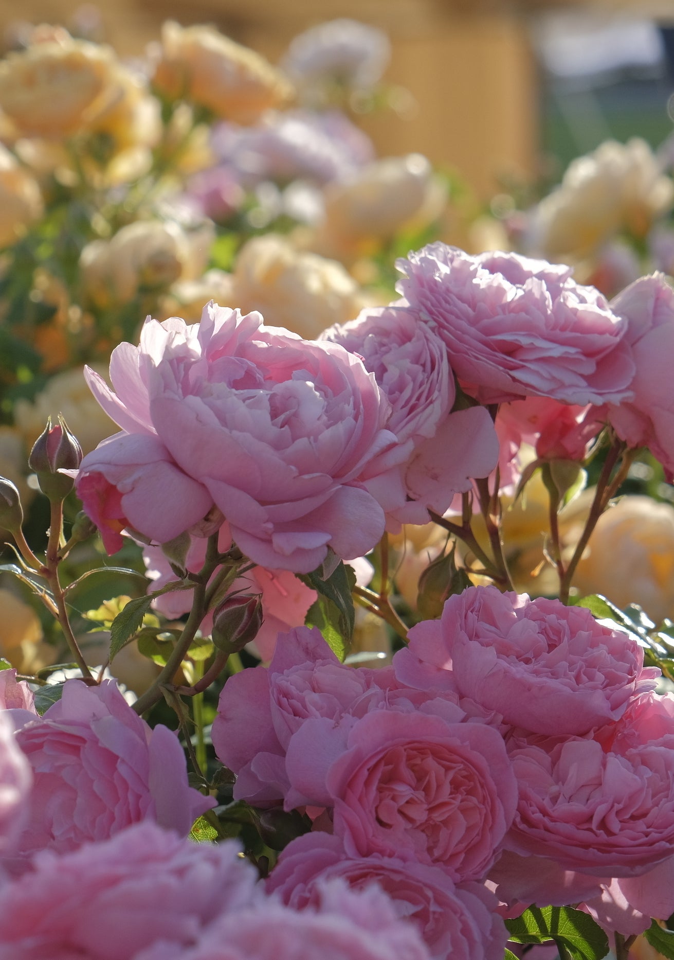 Penelope Lively pink shrub rose bred by David Austin