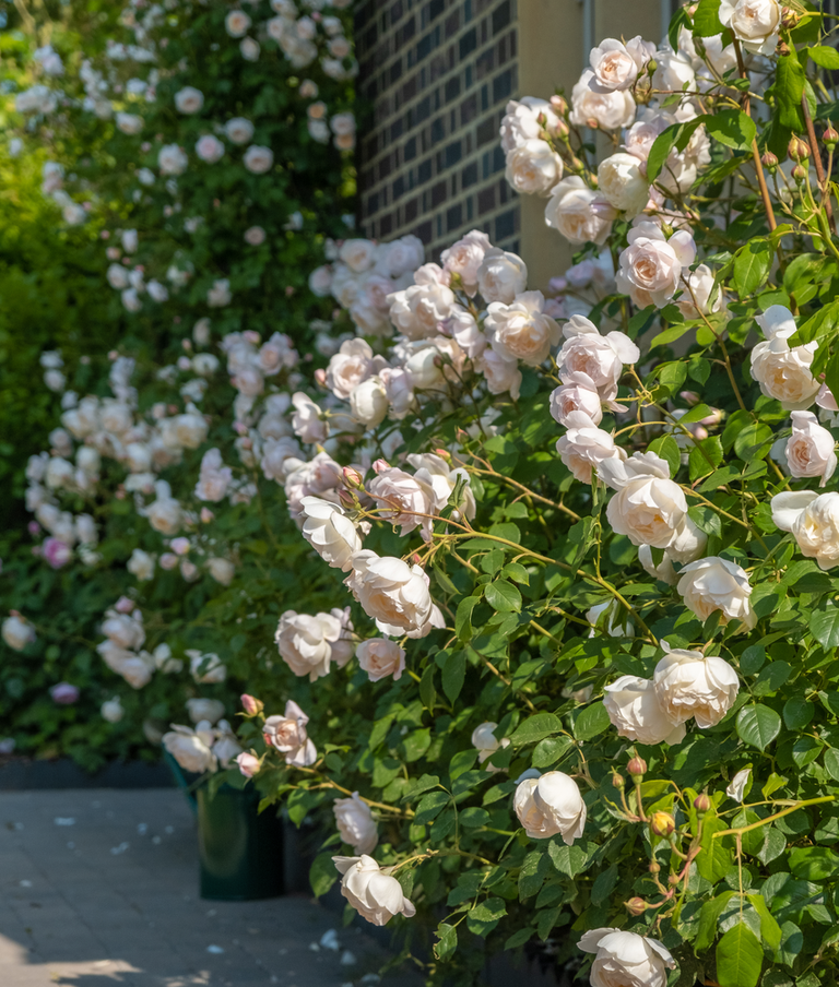 Planting Elegant White English Roses