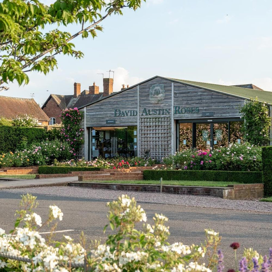 Rambling Rosie | Rambling Rose | David Austin Roses