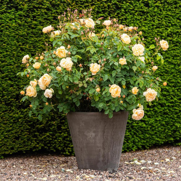 Damask Roses | David Austin Roses