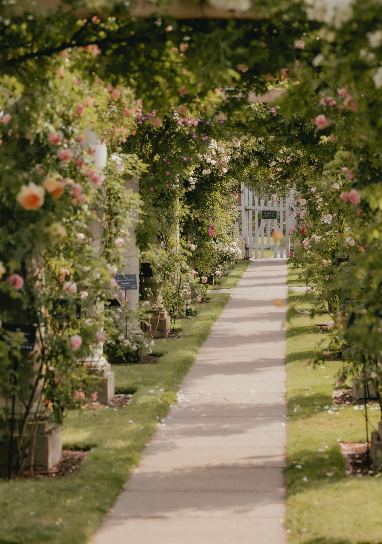 David Austin rose garden with pergolas draped in roses