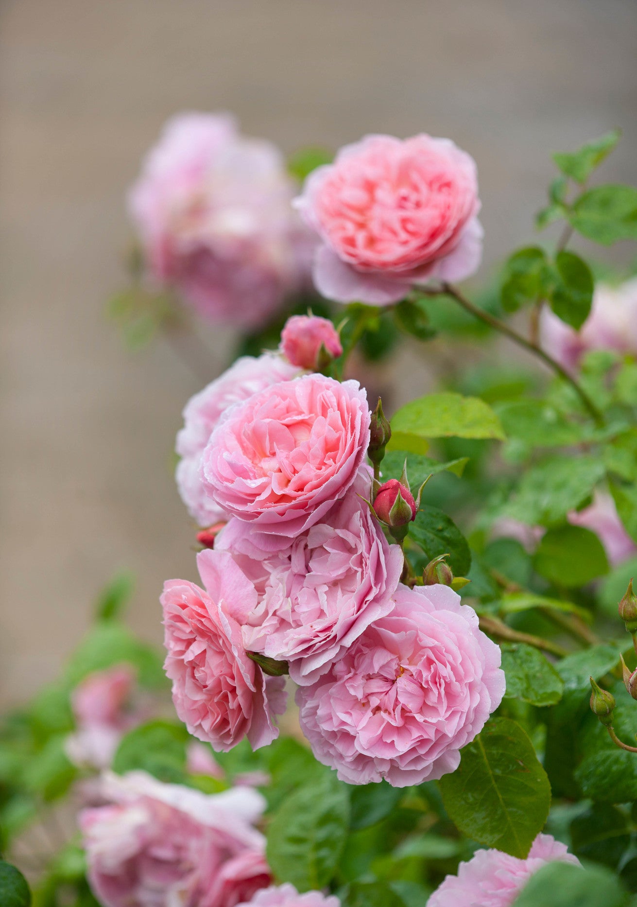 Bloom shot of Strawberry Hill pink rose bred by David Austin