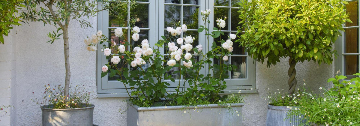 Keeping Potted Roses How to Care for Roses in Pots | David Austin