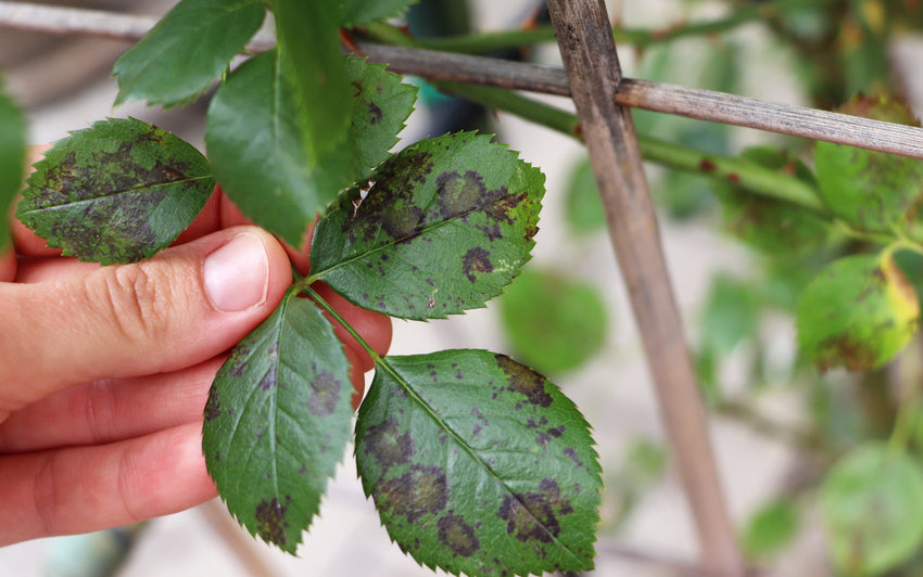 Downy_Mildew close up on a rose leaf