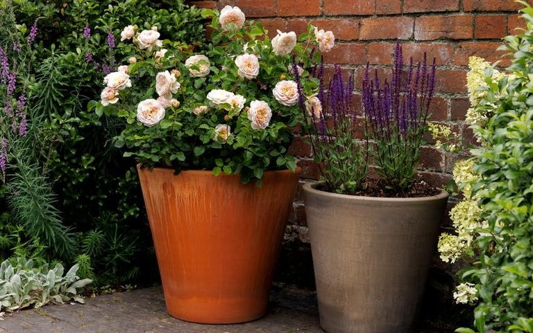Container Grown Roses Captivating Containers: Growing roses in pots