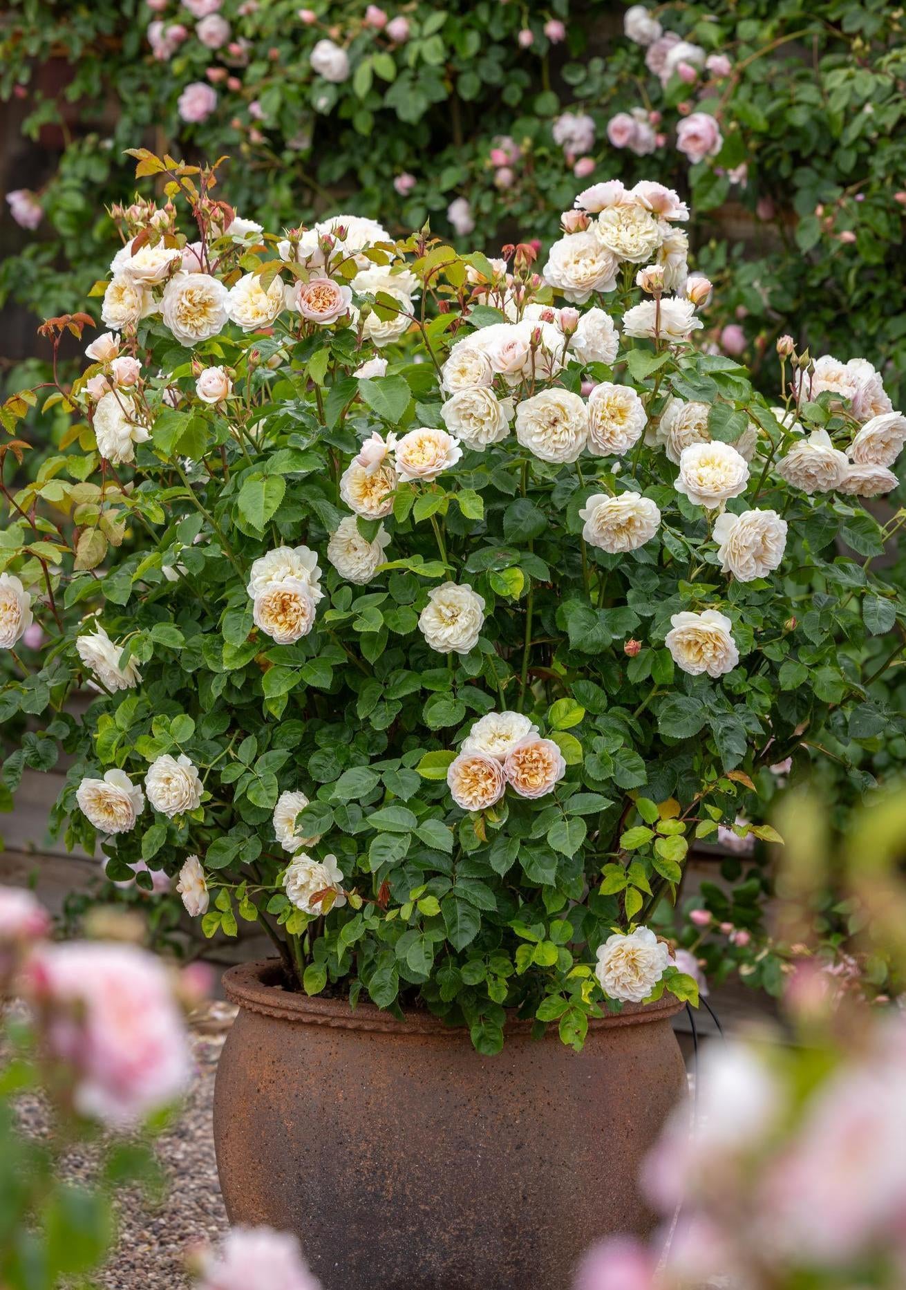 Rosa_Emily_Bronte English rose bred by David Austin