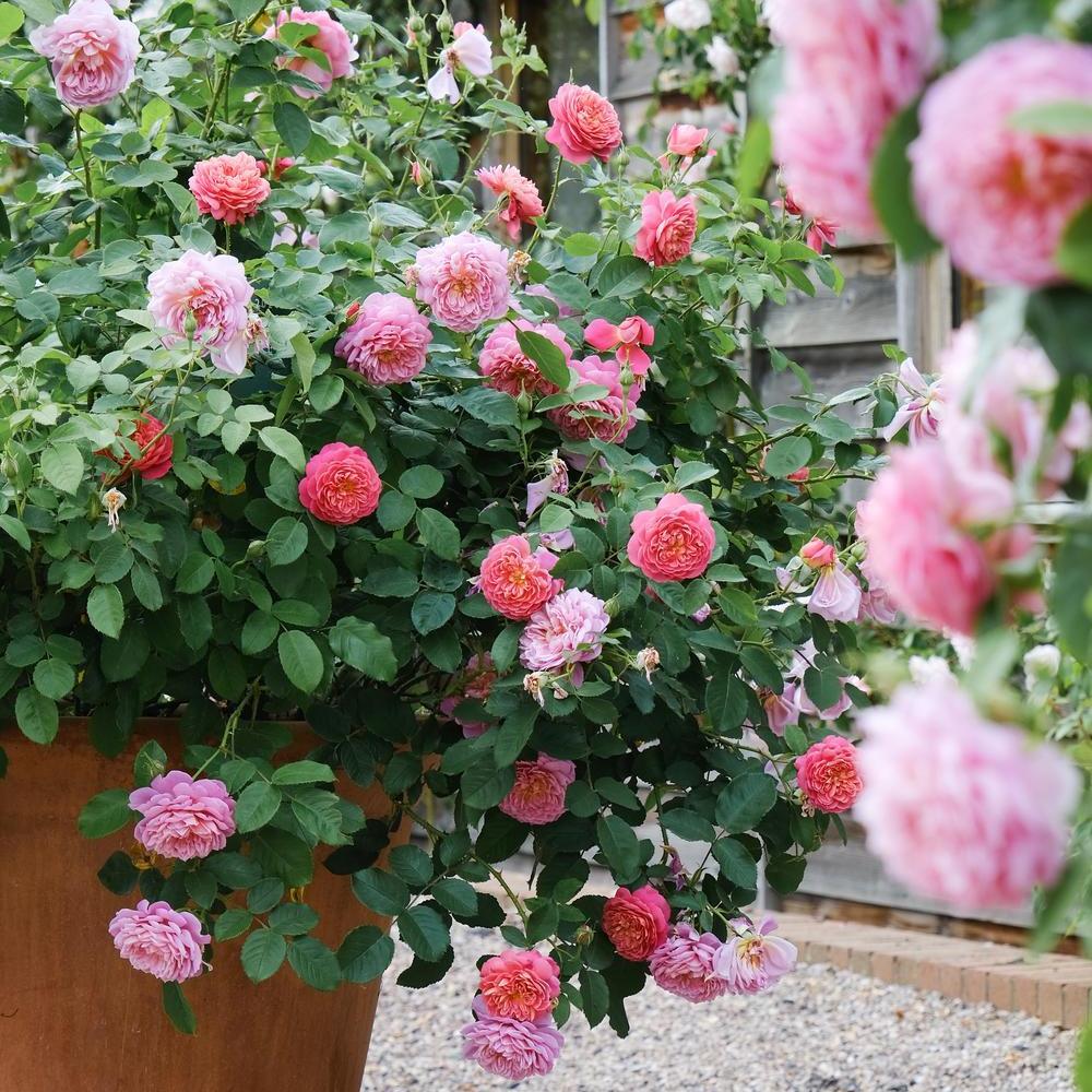 Emma_Bridgewater pink rose bred by David Austin in a pot