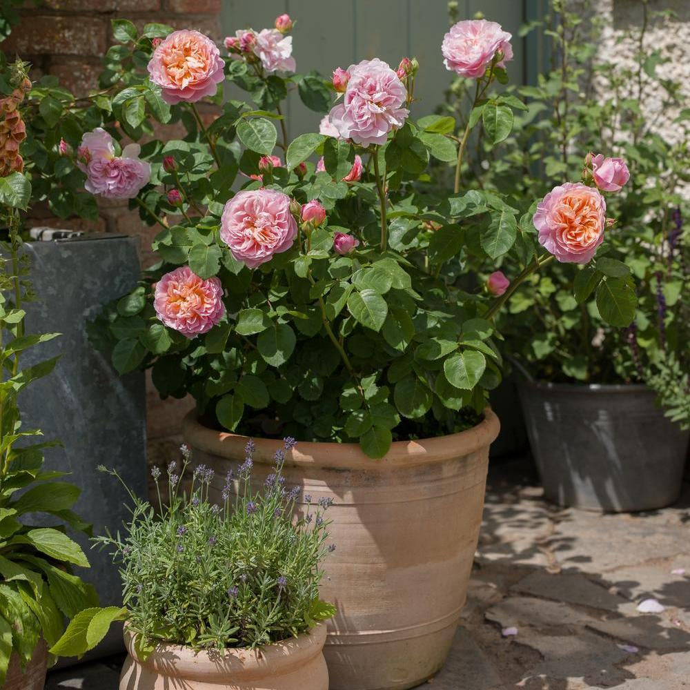 Eustacia-Vye pink rose in a pot