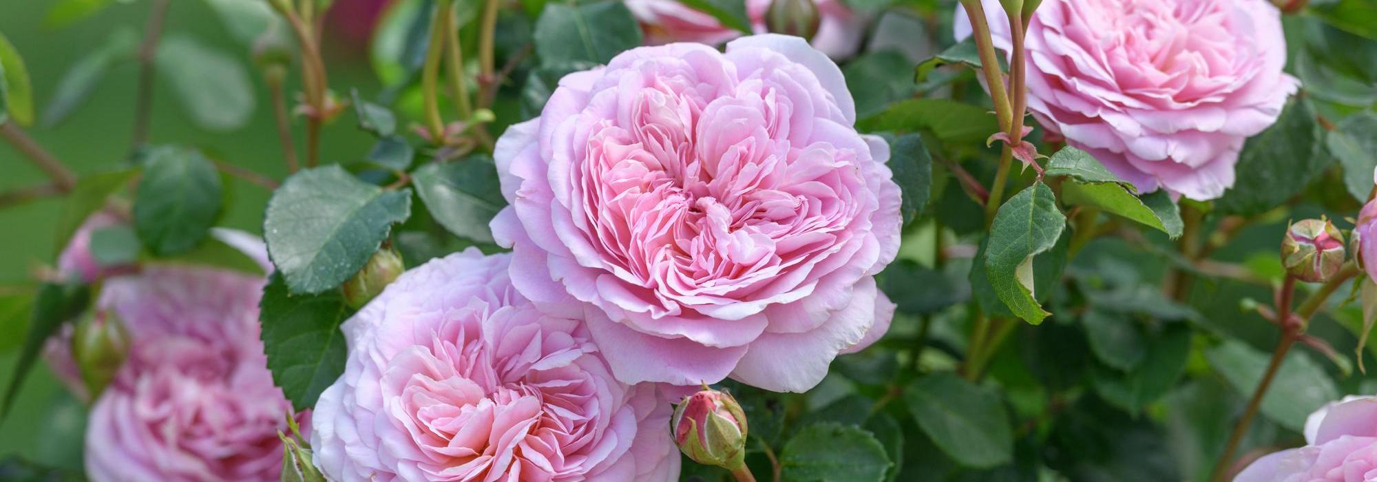 Eustacia Vye pink rose bred by David Austin