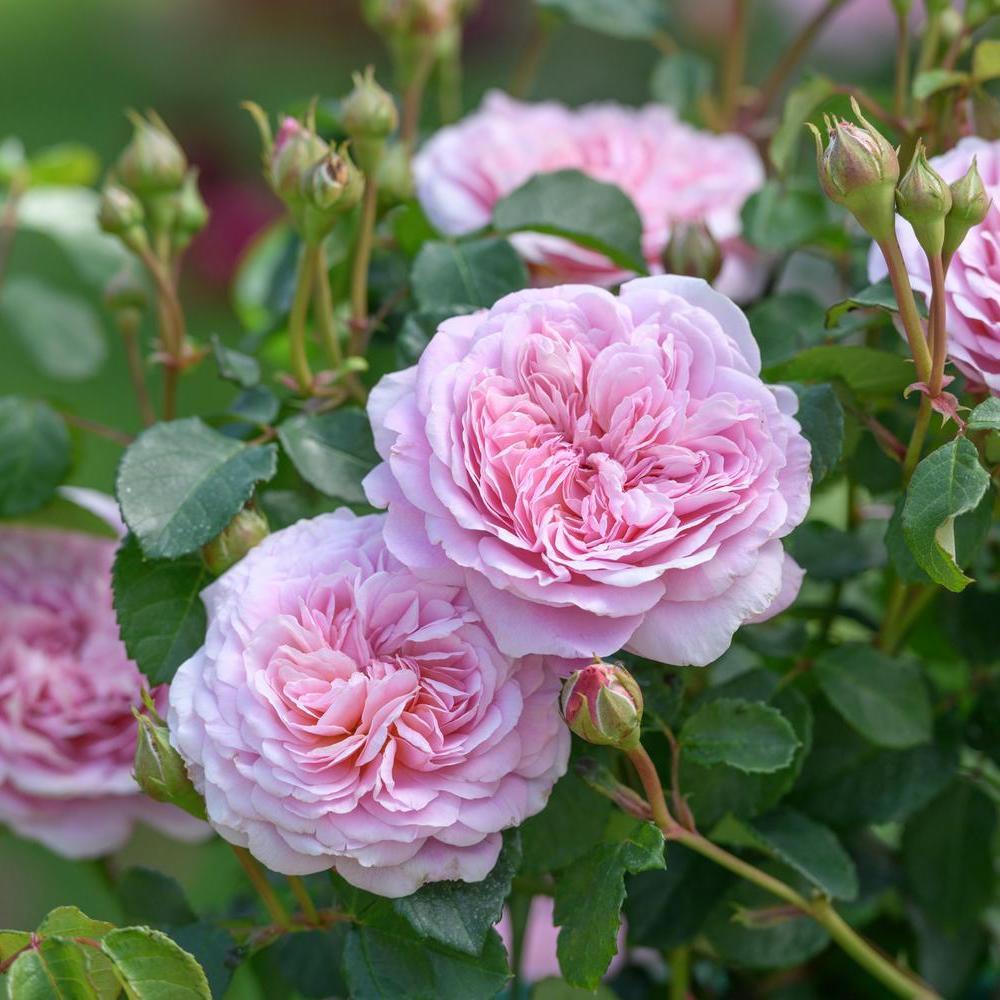 Eustacia Vye pink rose bred by David Austin