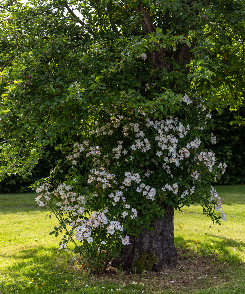 How to grow rambling roses into trees