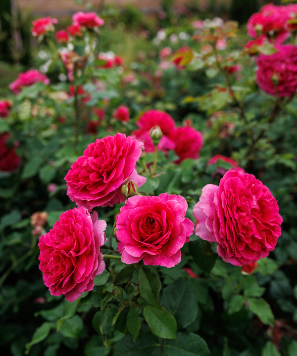 Elegant Gabriel Oak Rose Gallery