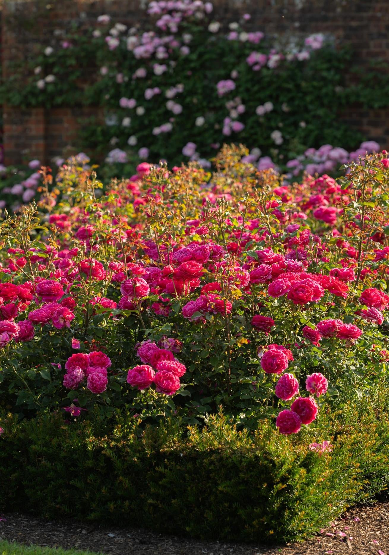 Gabriel_Oak pink rose bred by David Austin