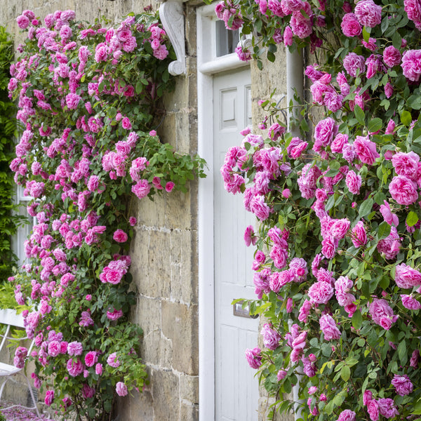A Guide to Growing Climbing and Rambling Roses in Pots | David Austin