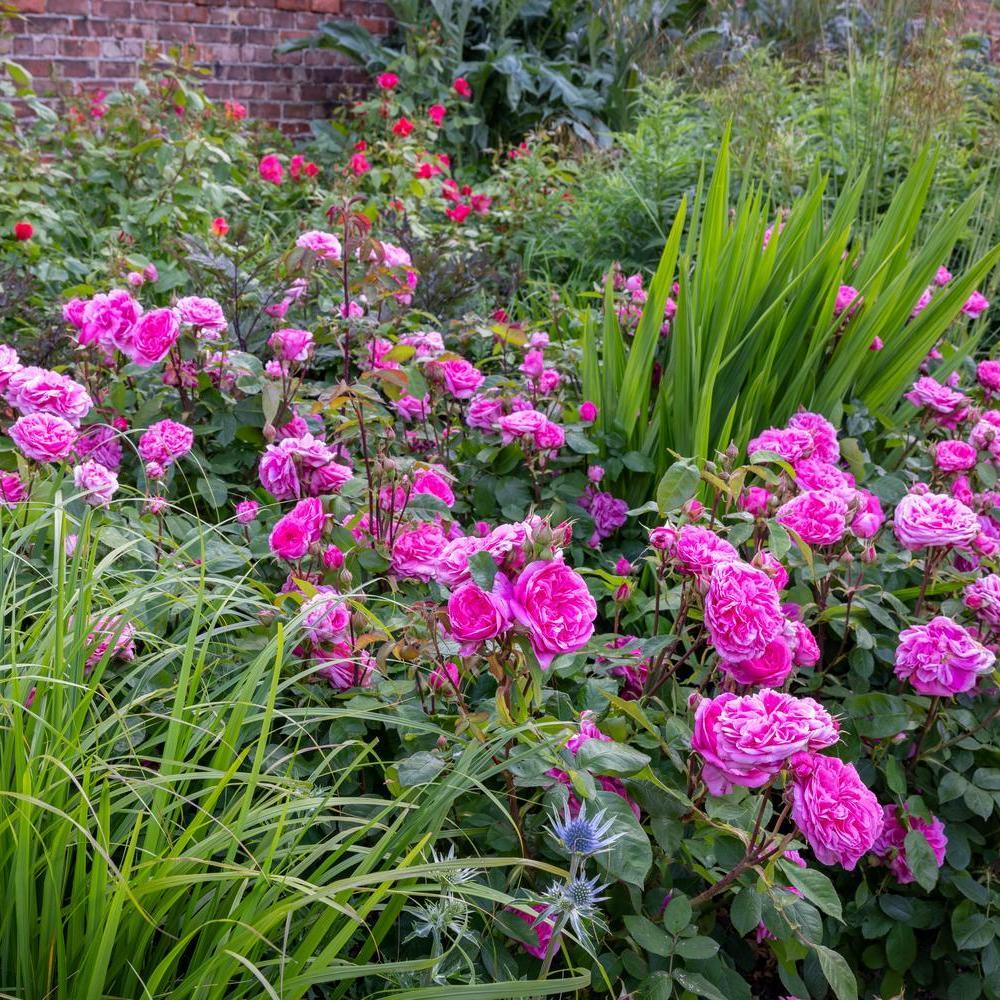 Gertrude_Jekyll rose by David Austin in a border with grasses