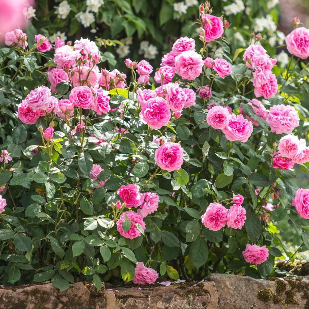 Gertrude Jekyll pink rose bred by David Austin
