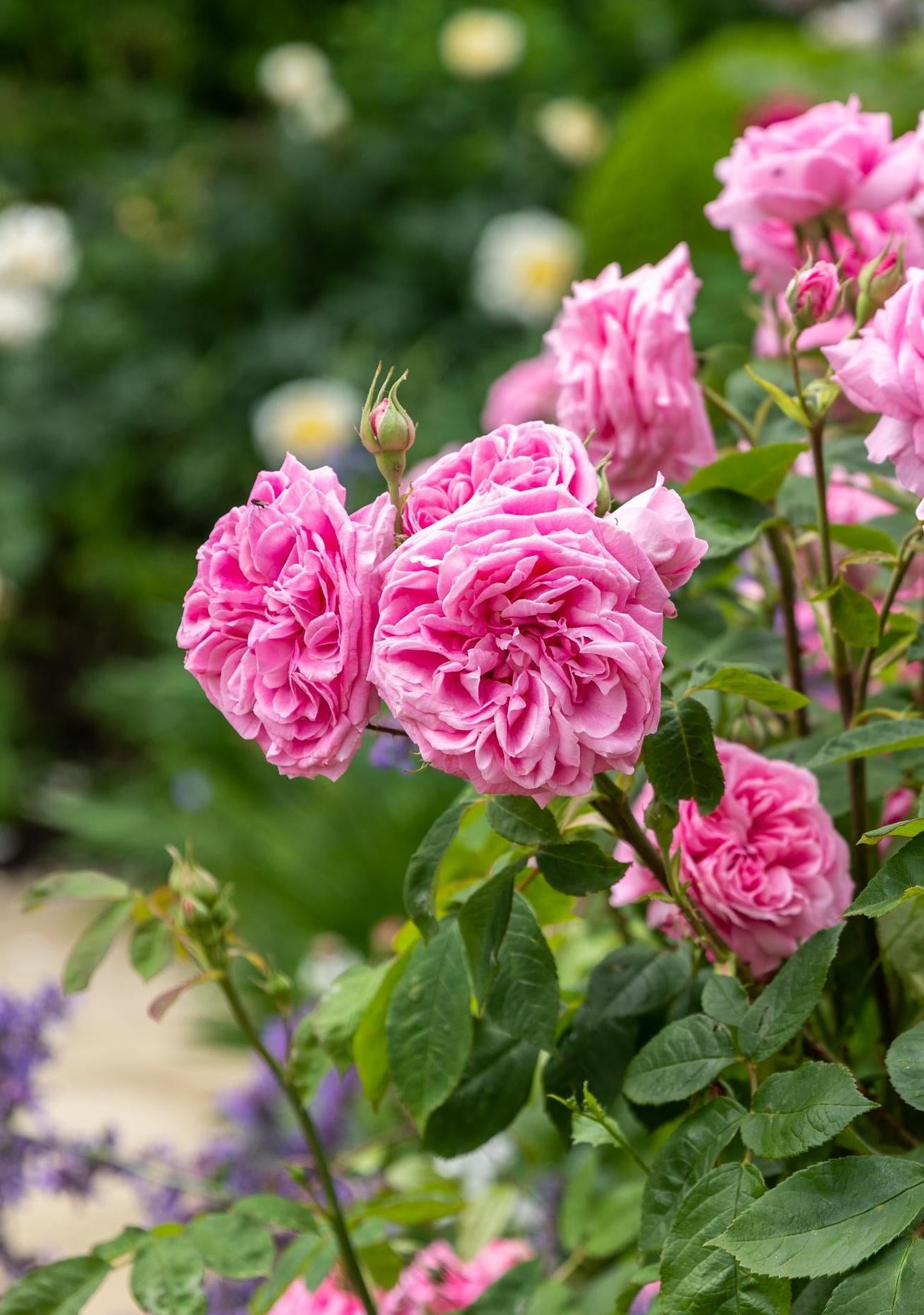 Gertrude Jekyll pink shrub rose bred by David Austin