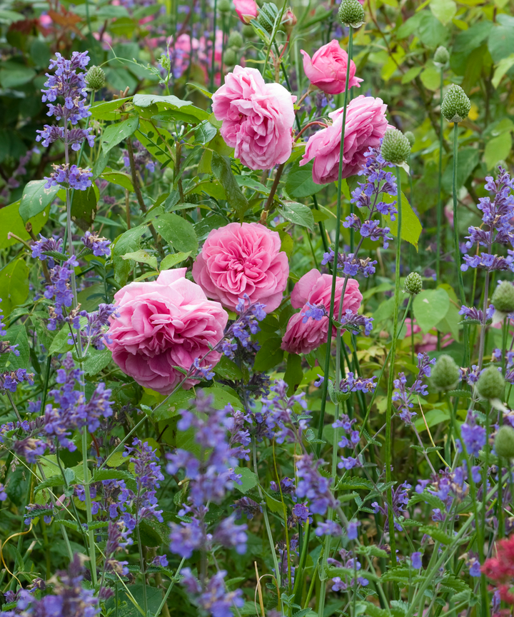 A Closer Look At Rosa Gertrude Jekyll a-closer-look-at-rosa-gertrude-jekyll