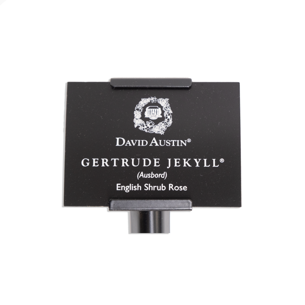 Getrude Jekyll Engraved Rose Label & Stake