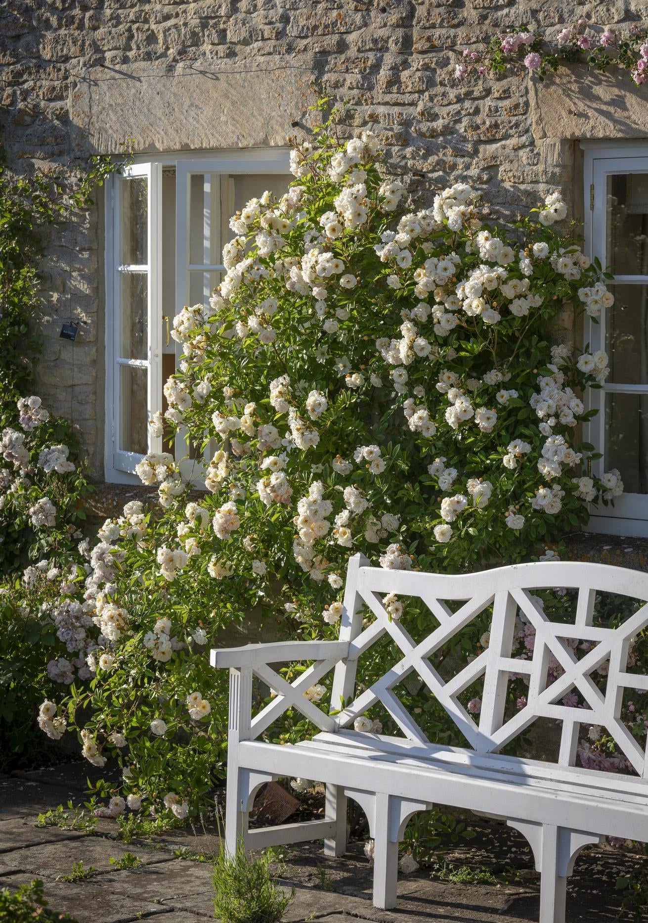 Ghislaine_De_Feligonde apricot rose growing up a wall by a white bench