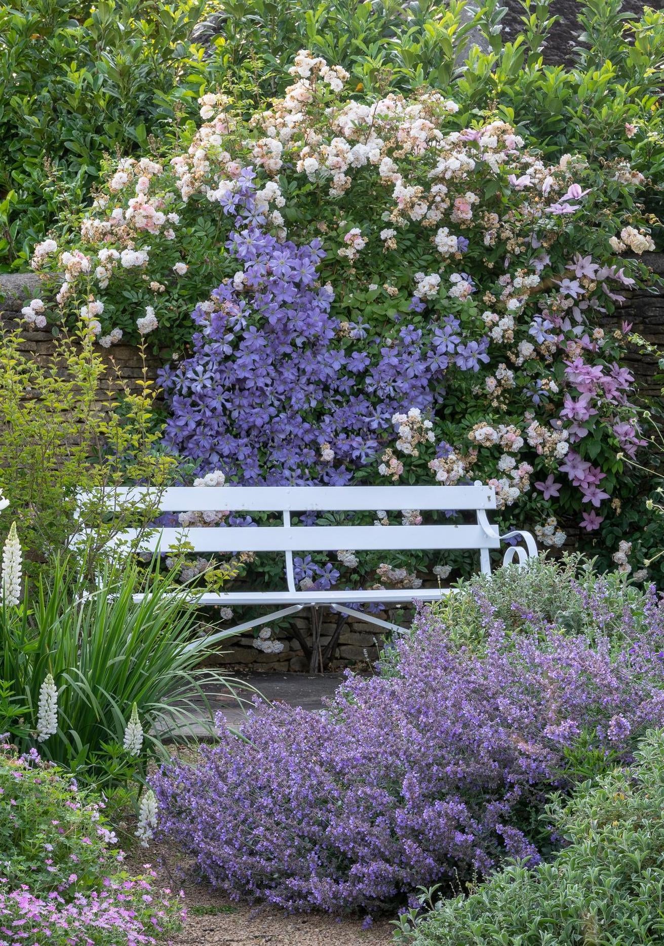 Ghislaine_De_Feligonde growing up a wall with purple companion plants
