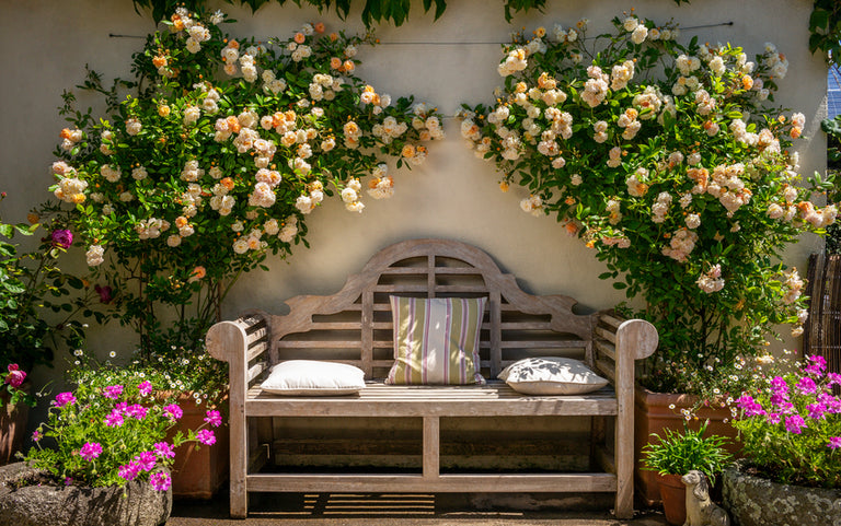 Patio Roses Uk Roses for Pots and Small Spaces | David Austin