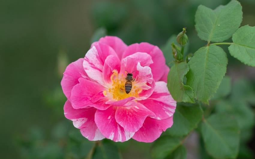 Bee on The King's Rose bred by David Austin