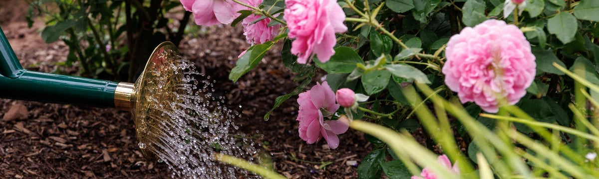 Heatwave Rose Care: Watering for Health and Resilience | David Austin
