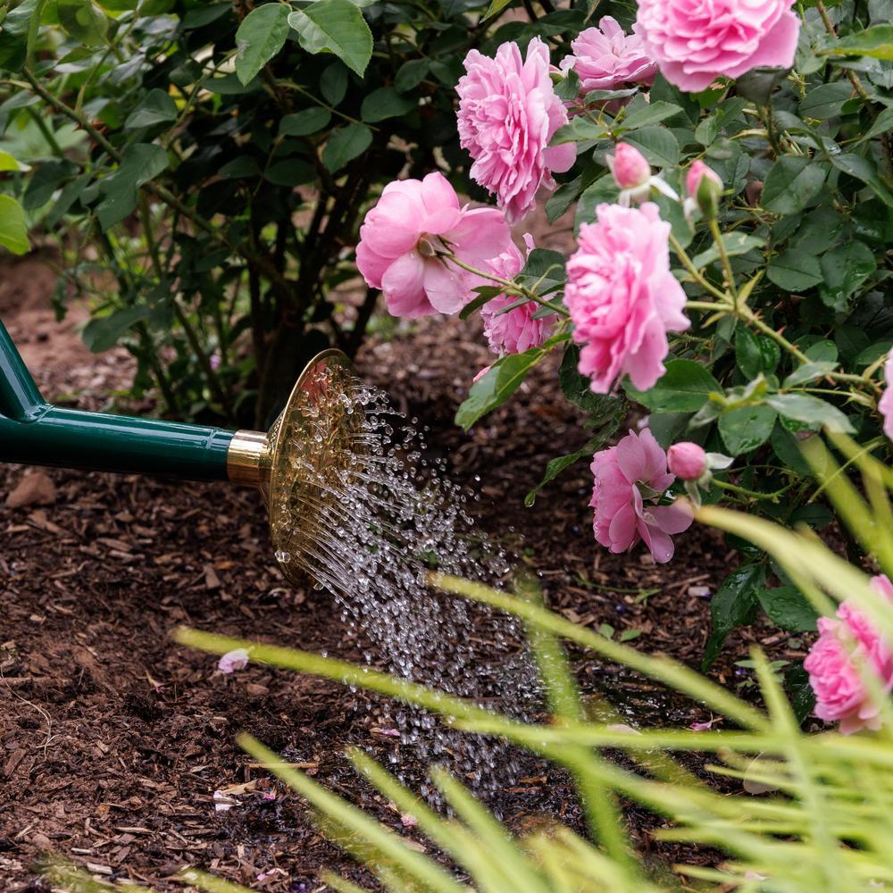 Image of a Haws watering can watering Harlow Carr, a rose bred by David Austin Rose.