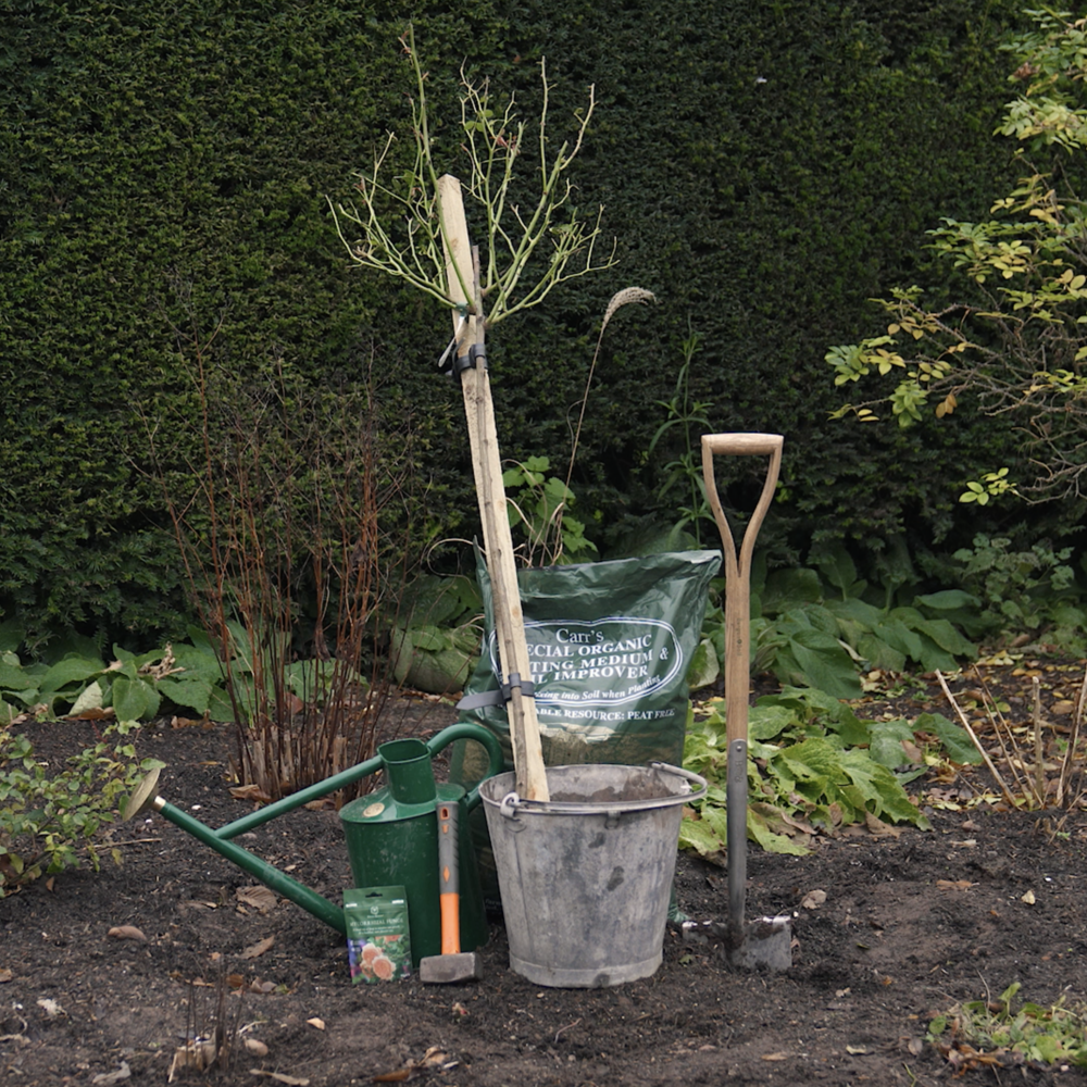 Bare root rose from David Austin in a bucket of water ready to be planted