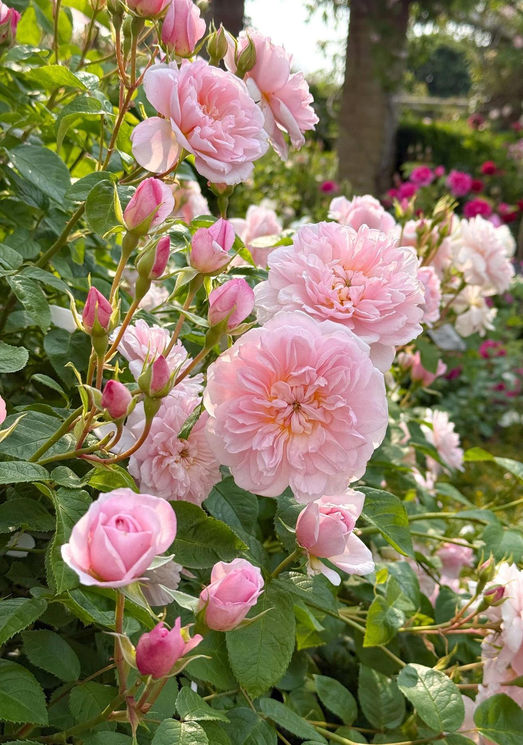 How to Design and Use Pink Roses in Your Garden