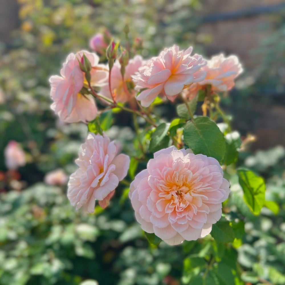 Elizabeth pink rose bred by David Austin
