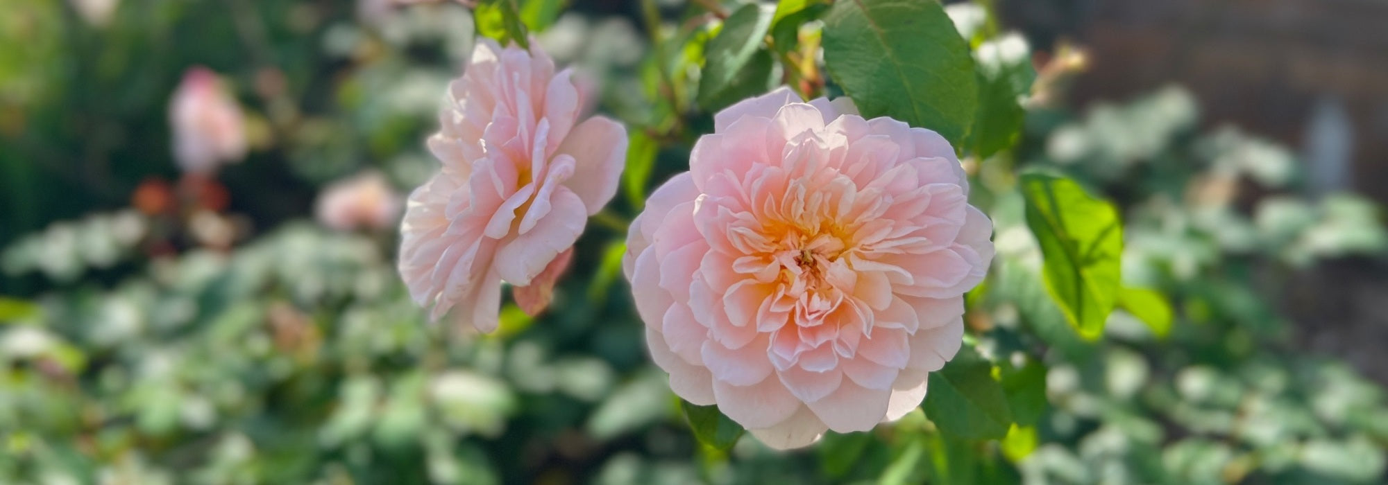 Elizabeth pink rose bred by David Austin