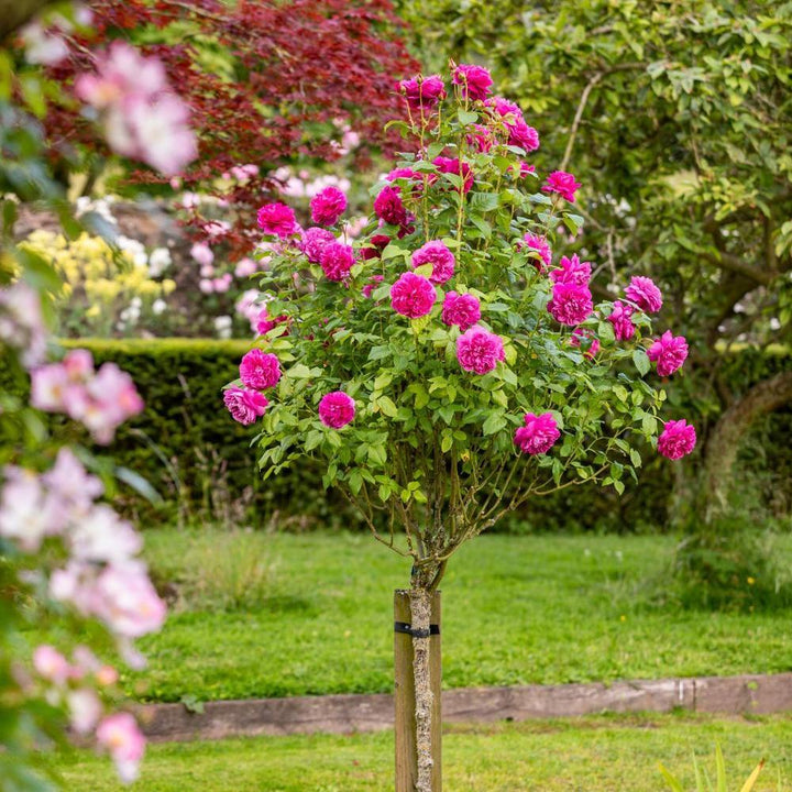 How to Prune a Standard Tree Rose | David Austin