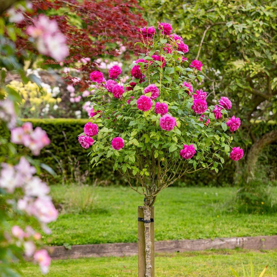How to Prune a Standard Tree Rose | David Austin
