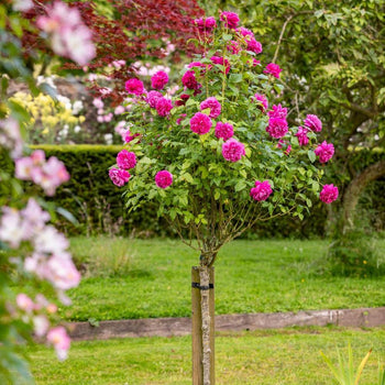 Standard Tree Roses